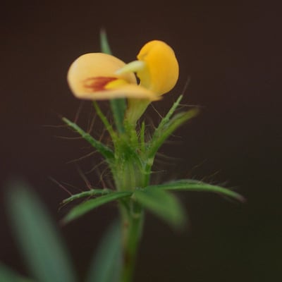 Stylosanthes guianensis — flower