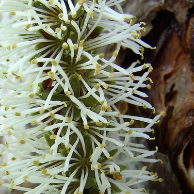 Entada phaseoloides — flower