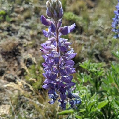 Lupinus sericeus — flower