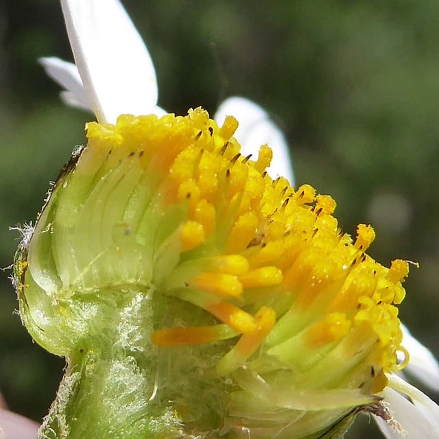 Anthemis cretica — flower