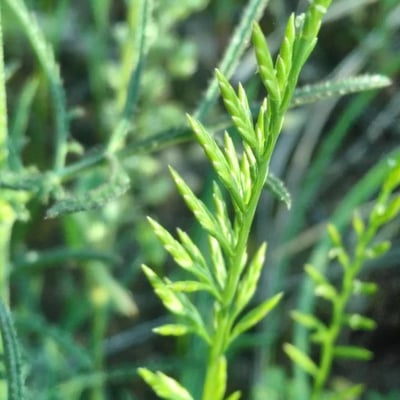 Catapodium rigidum — flower