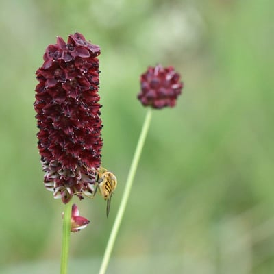 Sanguisorba officinalis — flower