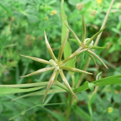 Rhagadiolus stellatus — flower