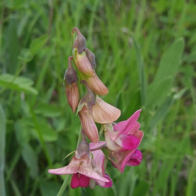 Lathyrus sylvestris — flower