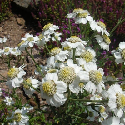 Achillea clavennae — flower