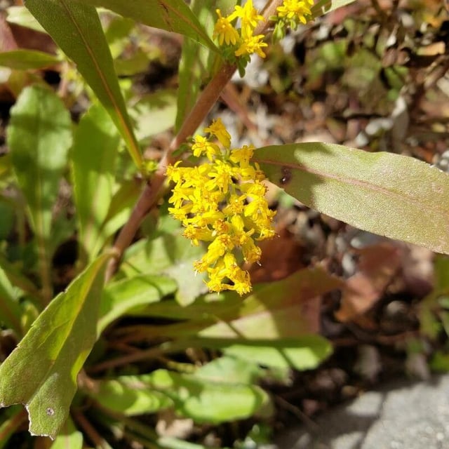 Solidago nemoralis — flower