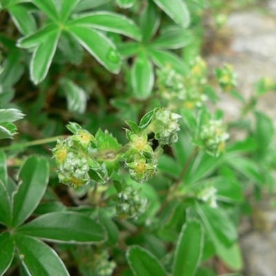 Alchemilla alpigena — flower