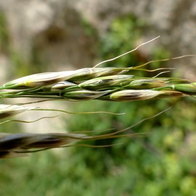 Achnatherum paradoxum — flower