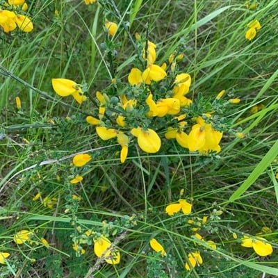 Cytisus striatus — flower