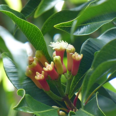 Syzygium aromaticum — flower