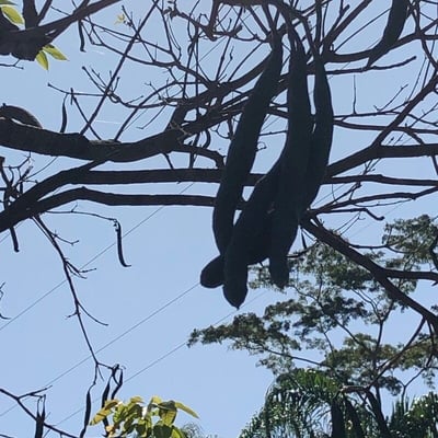 Parkia biglobosa — fruit