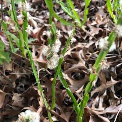 Baccharis trimera — flower