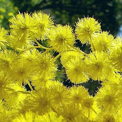 Acacia dealbata — flower