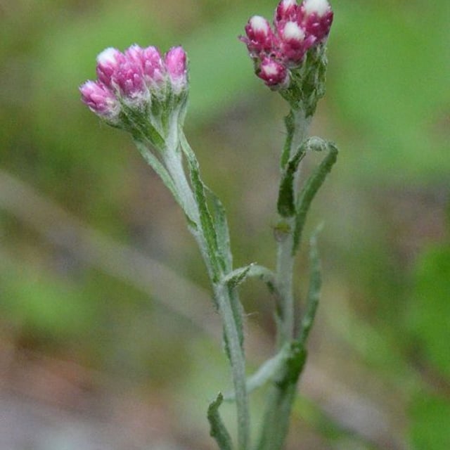 Antennaria rosea — flower