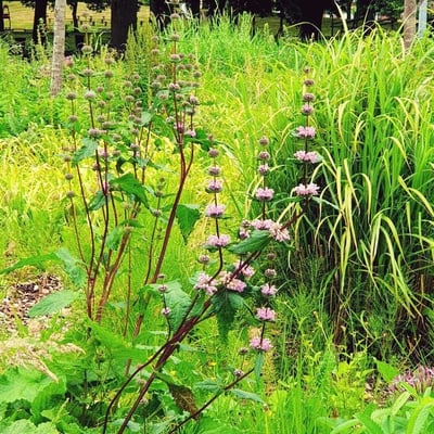 Phlomoides tuberosa — flower