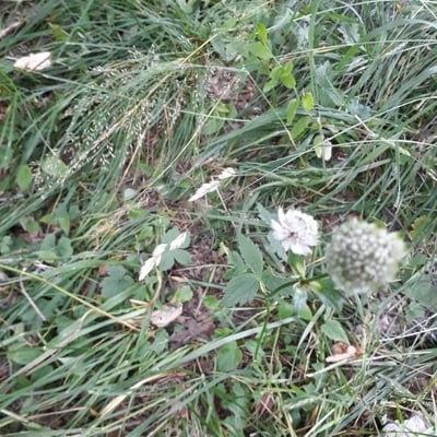 Astrantia minor — flower