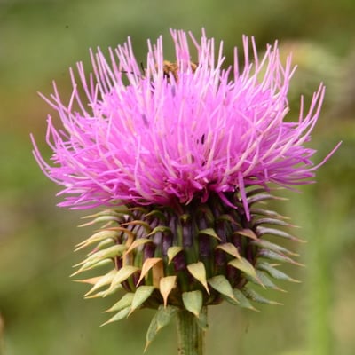 Carduus nigrescens — flower