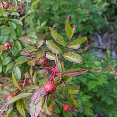Rosa palustris — leaf
