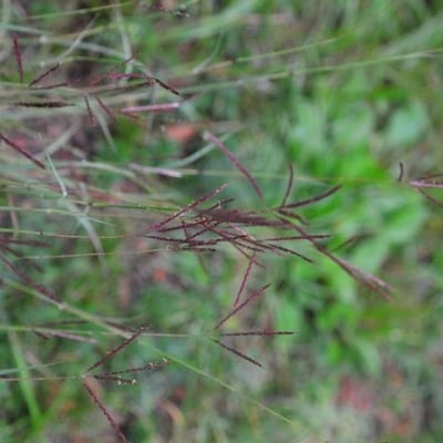 Bothriochloa ischaemum — flower