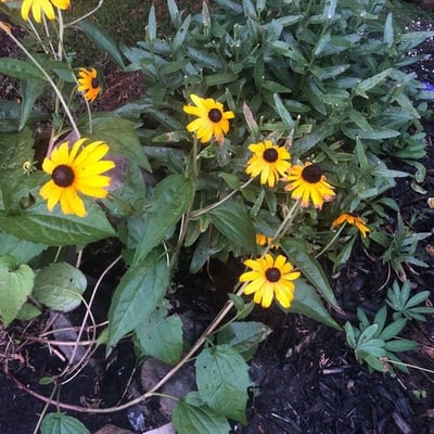 Rudbeckia triloba — flower