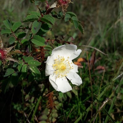 Rosa spinosissima — flower