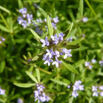 Asperula arvensis — flower
