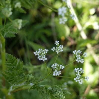 Anthriscus caucalis — flower
