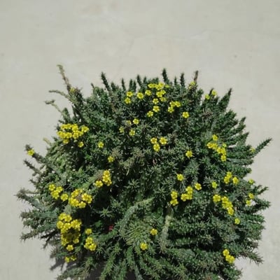 Lupinus arboreus — flower