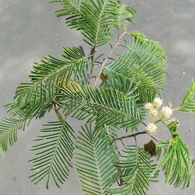 Anadenanthera colubrina — leaf
