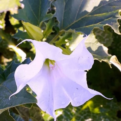 Datura stramonium — flower