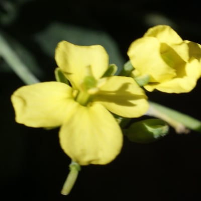Conringia orientalis — flower