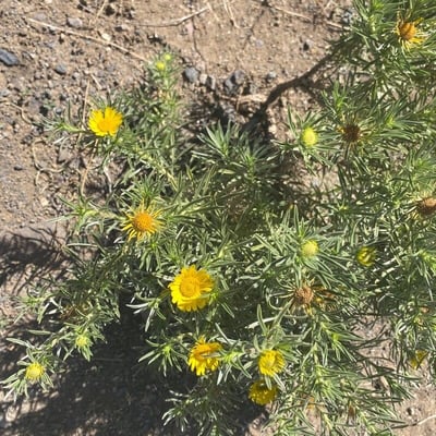 Asteriscus graveolens — flower
