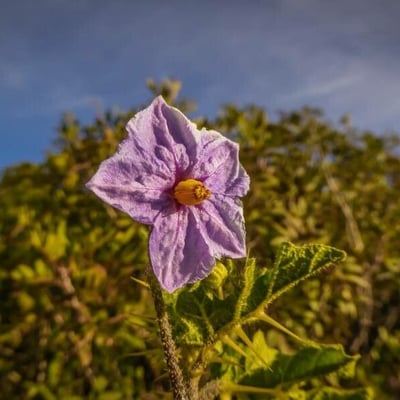 Solanum linnaeanum — flower