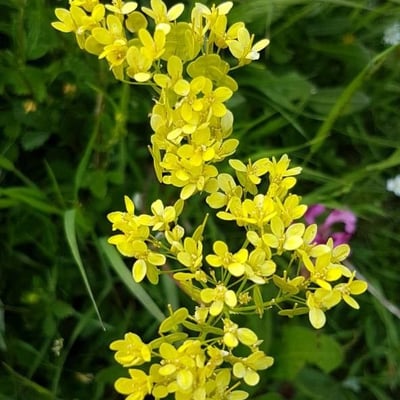 Biscutella laevigata — flower