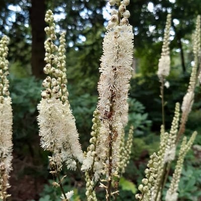 Actaea dahurica — flower