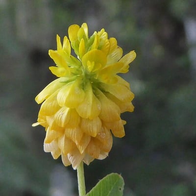 Trifolium aureum — flower