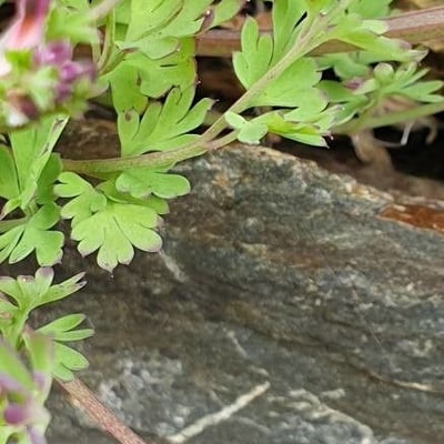 Fumaria reuteri — leaf