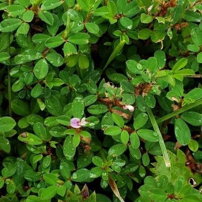 Kummerowia striata — flower