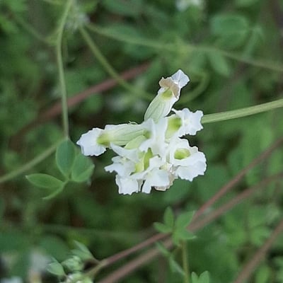 Ceratocapnos claviculata — flower