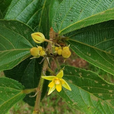 Apeiba tibourbou — flower