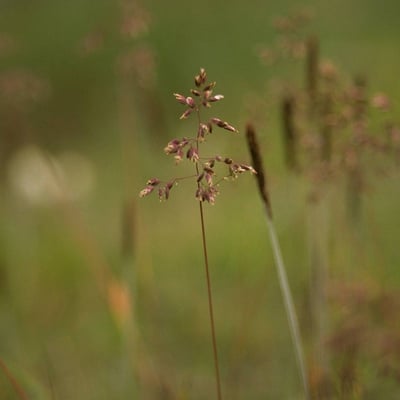 Poa alpina — flower