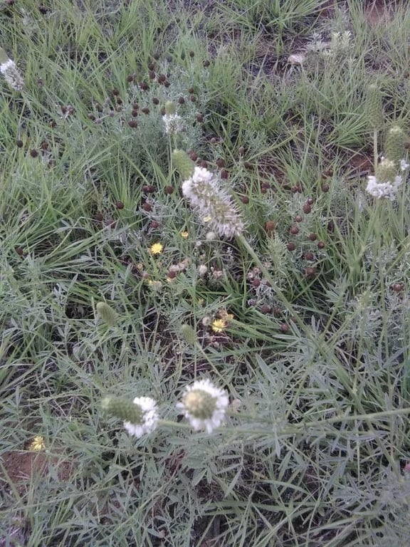 White prairie clover