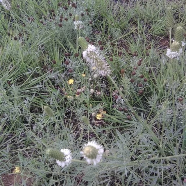 Dalea candida — flower