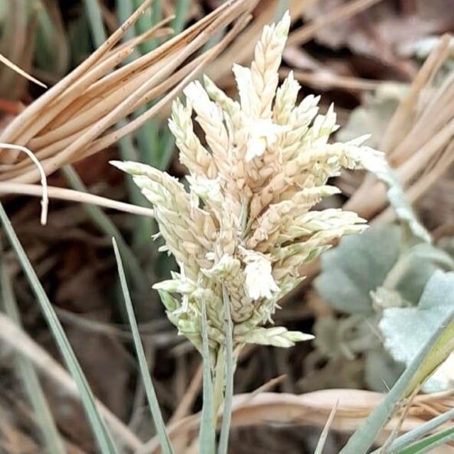 Distichlis spicata — flower