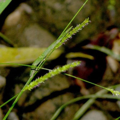 Sacciolepis indica — bark