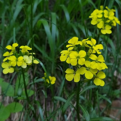 Erysimum repandum — flower