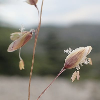 Melica minuta — flower