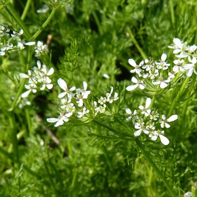 Scandix pecten-veneris — flower