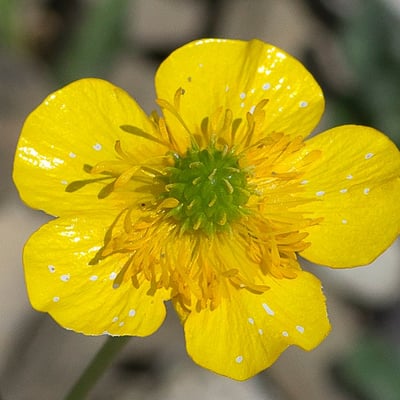 Ranunculus aduncus — flower