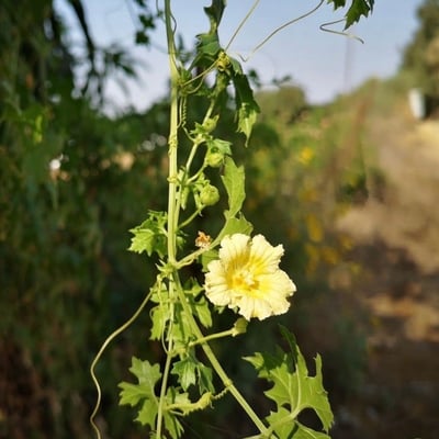 Momordica balsamina — flower